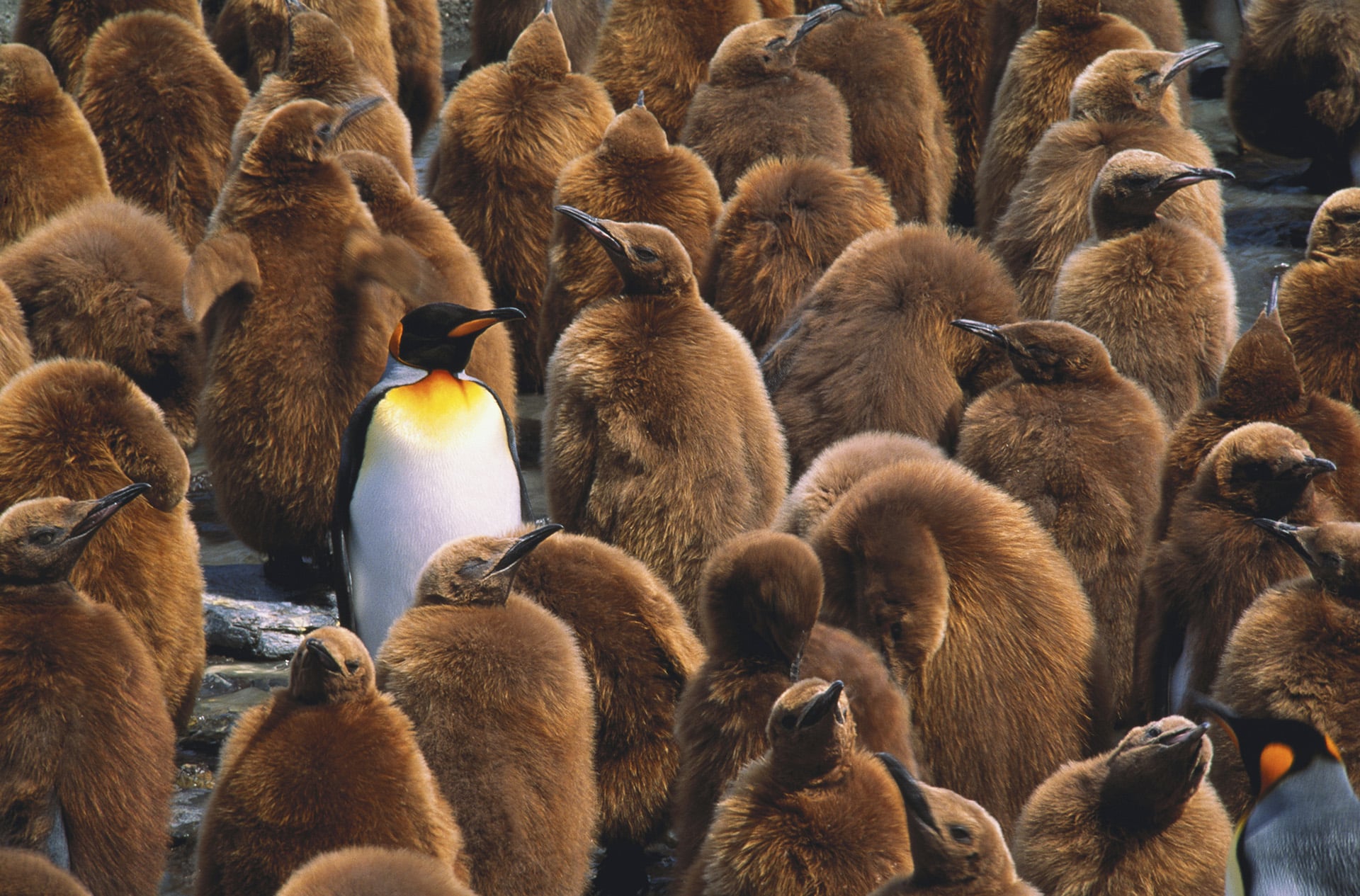 One white penguin in a sea of brown penguins.